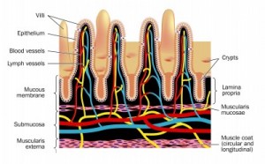 Vellosidades Intestinales