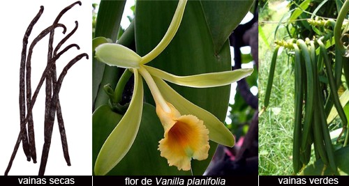 Vainilla, orquidea